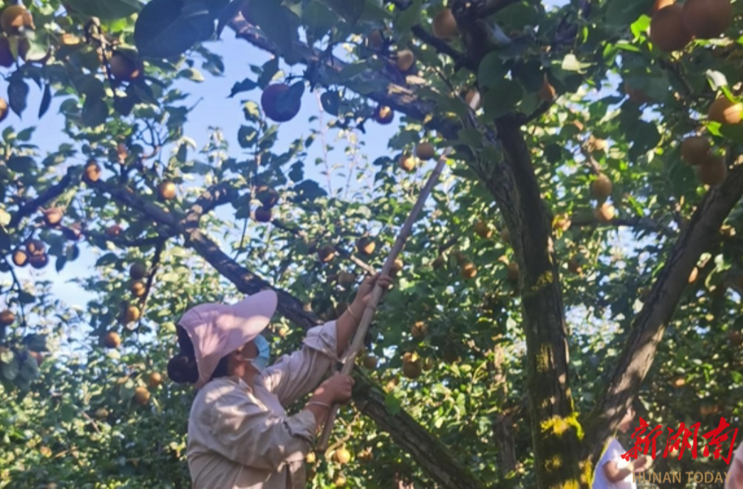 长沙帮扶龙山30年⑦|千里共同途——浏阳市对口帮扶龙山茅坪乡产业侧记