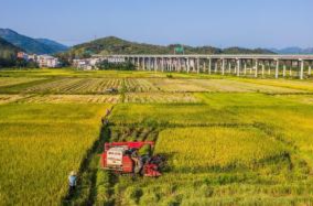 今年秋季气象条件总体利于作物成熟和秋收秋种