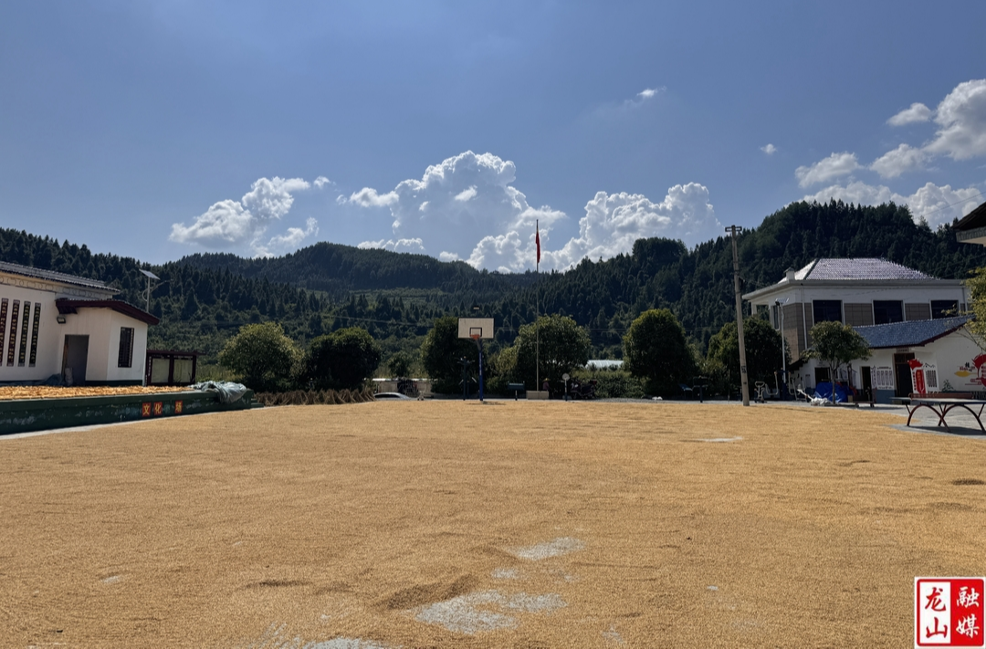 内溪乡五官村：稻谷丰收带动村民增收