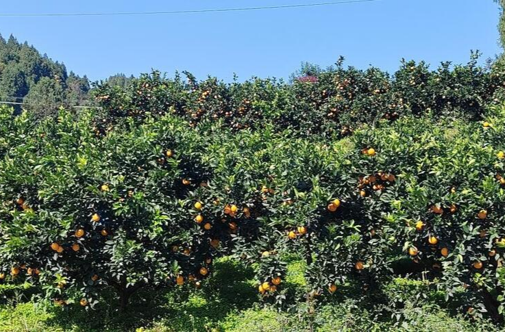 长沙帮扶龙山30年⑧|湘江新区：千里情长 潮起湘江