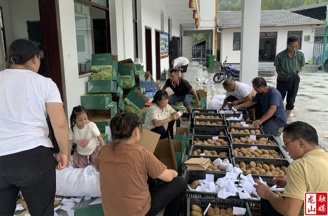 兴隆街道：猕猴桃甜“猕”来袭