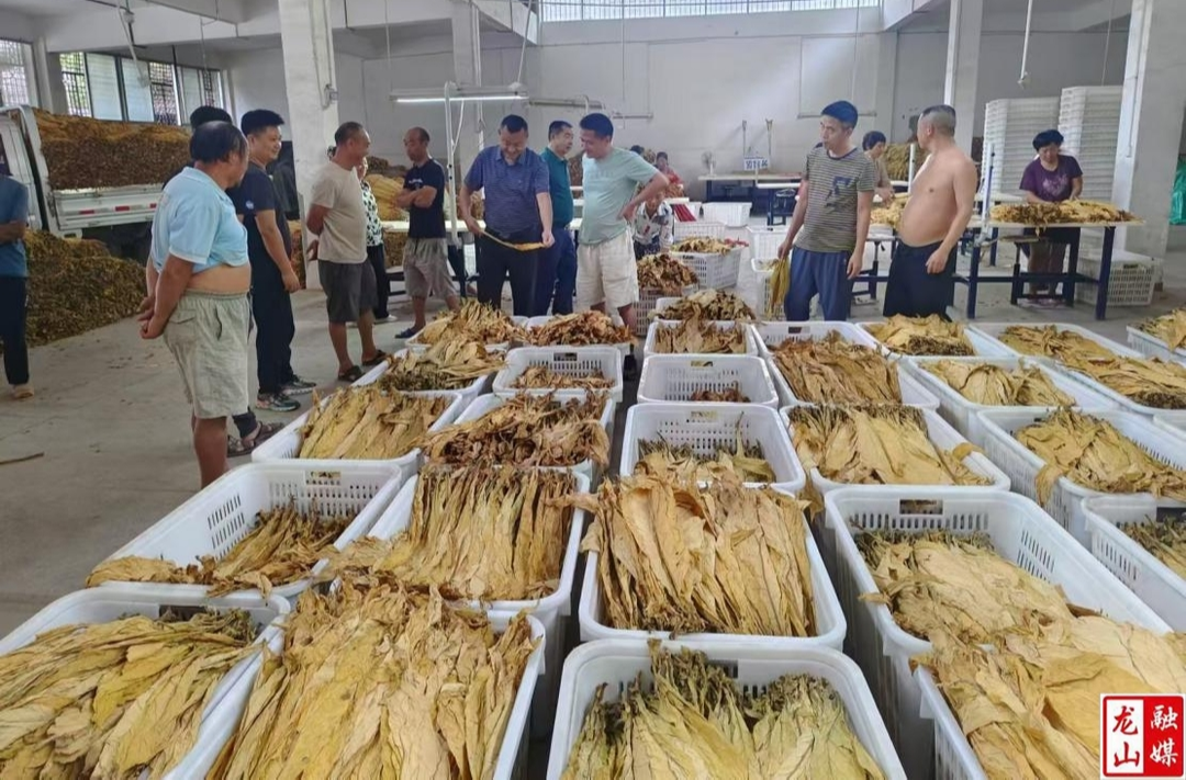 洗车河镇：金叶飘香烟农乐 烤烟开称收购忙