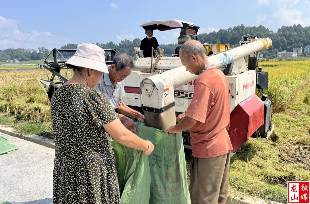 “三一”工程：中稻测产验收 周年亩产超出预期