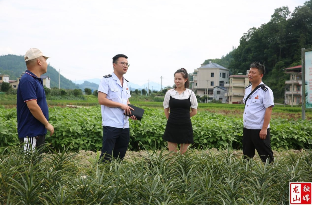 龙山百合：乡村振兴的“致富引擎”