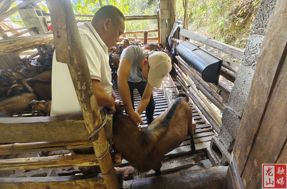 咱果乡：扎实开展秋防工作 筑牢动物防疫屏障