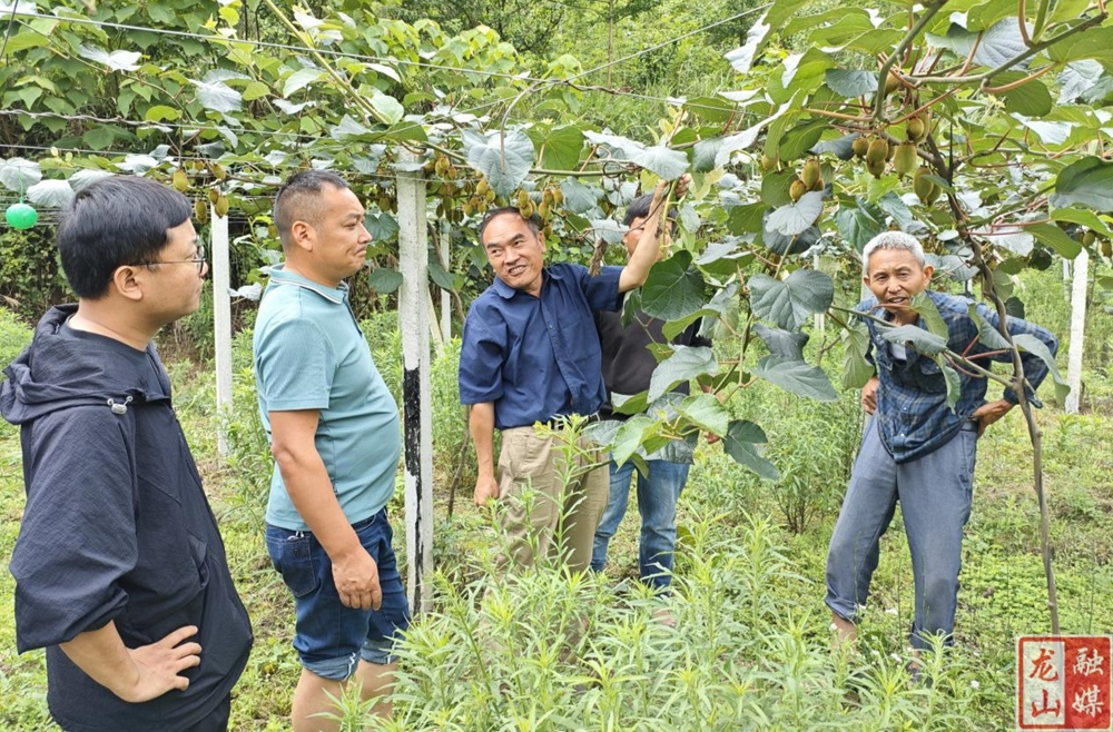 州农科院做优“产销”文章 助力比沙社区猕猴桃产业发展