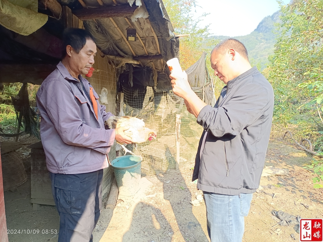 靛房镇：防疫工作精准到户   畜牧安全更有保障