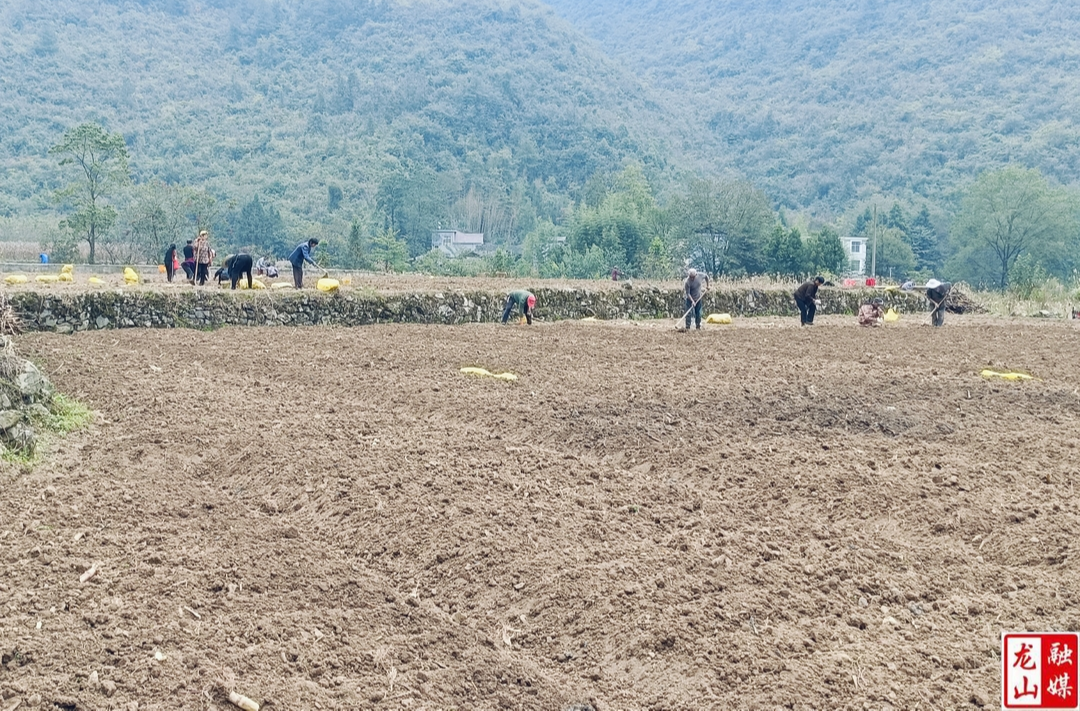 高寨村百合产业再添新动力