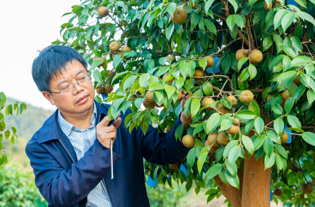 产量翻4倍！中南林业科技大学实现油茶育种新突破