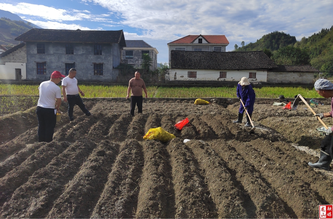 龙山积极推进化肥减量增效行动