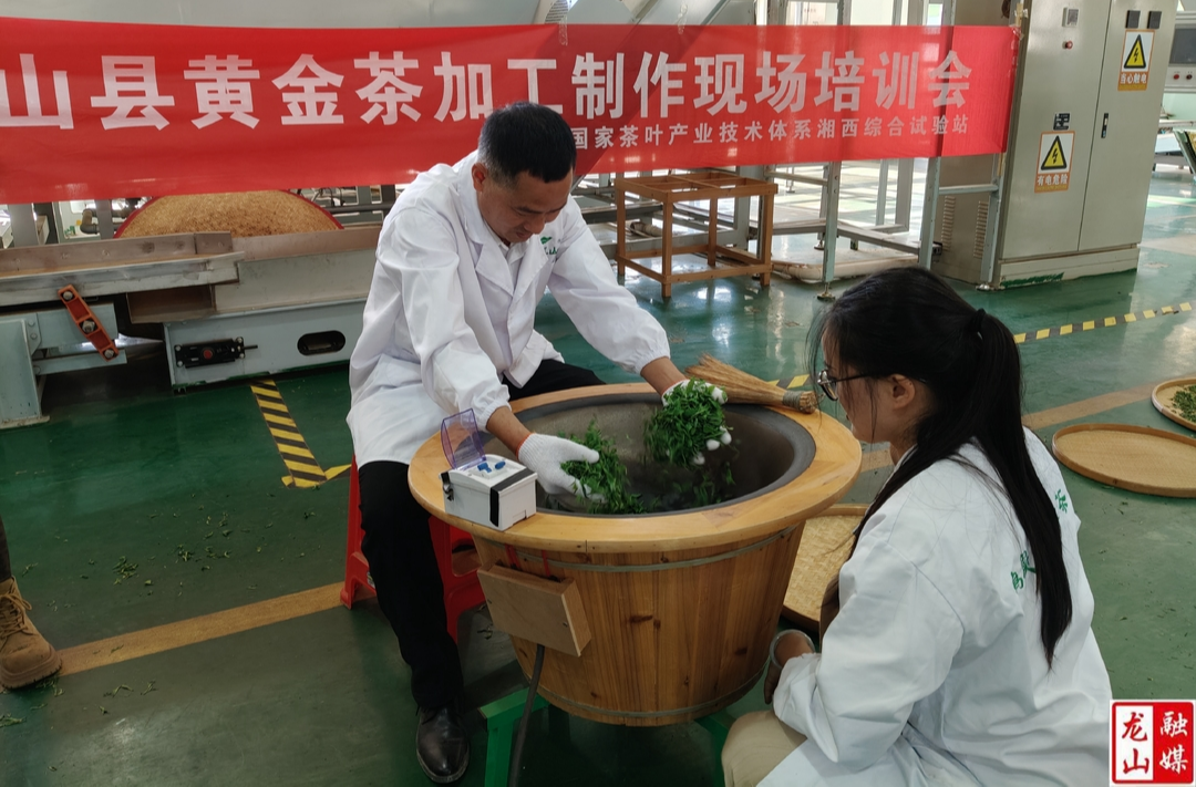 龙山举办黄金茶制作专项职业技能培训