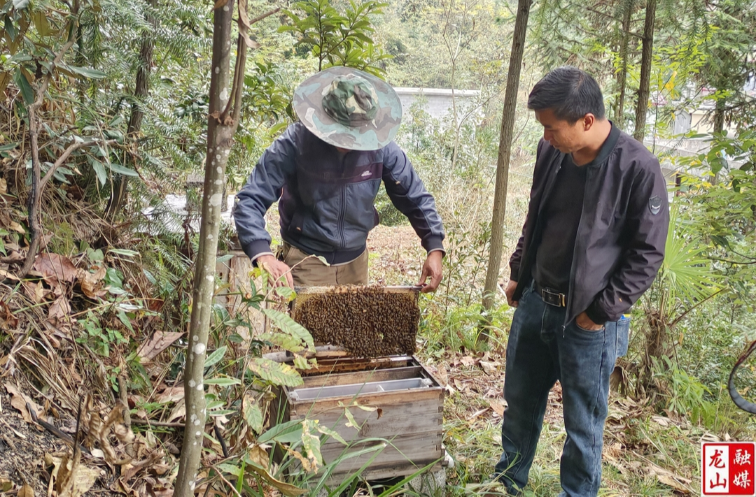 召市镇排沙坪村：以“甜蜜事业”助力乡村振兴