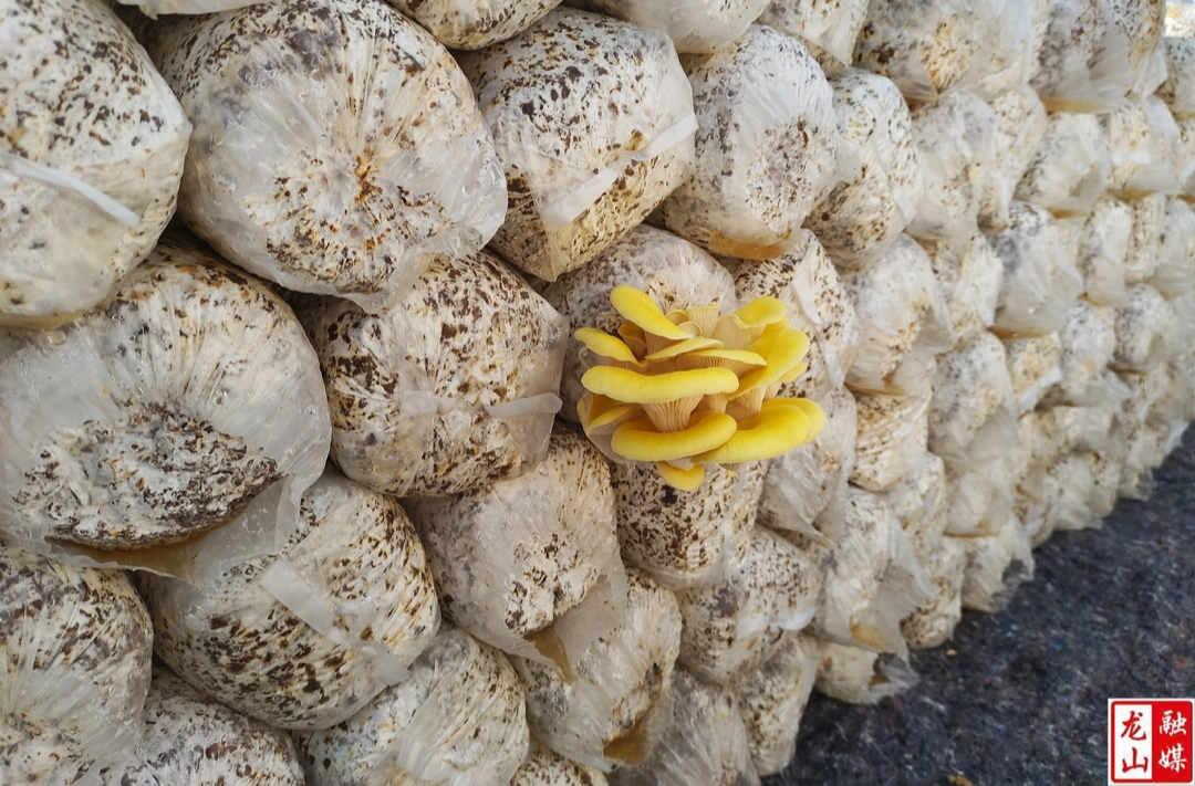 油菜坪社区：菌香弥漫   致富路开