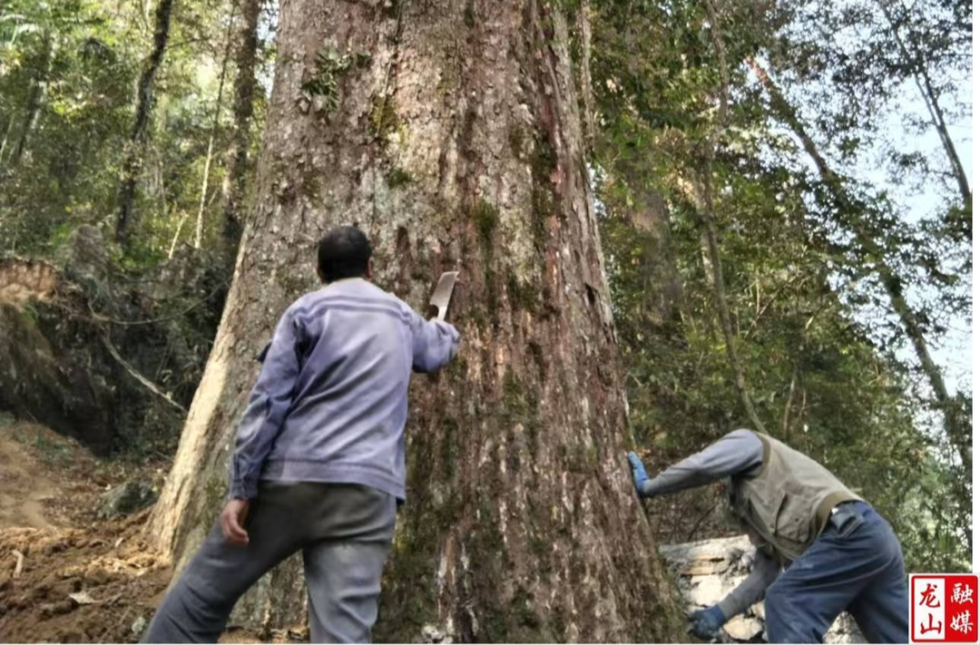 洗车河镇开展一级古树抢救复壮工作