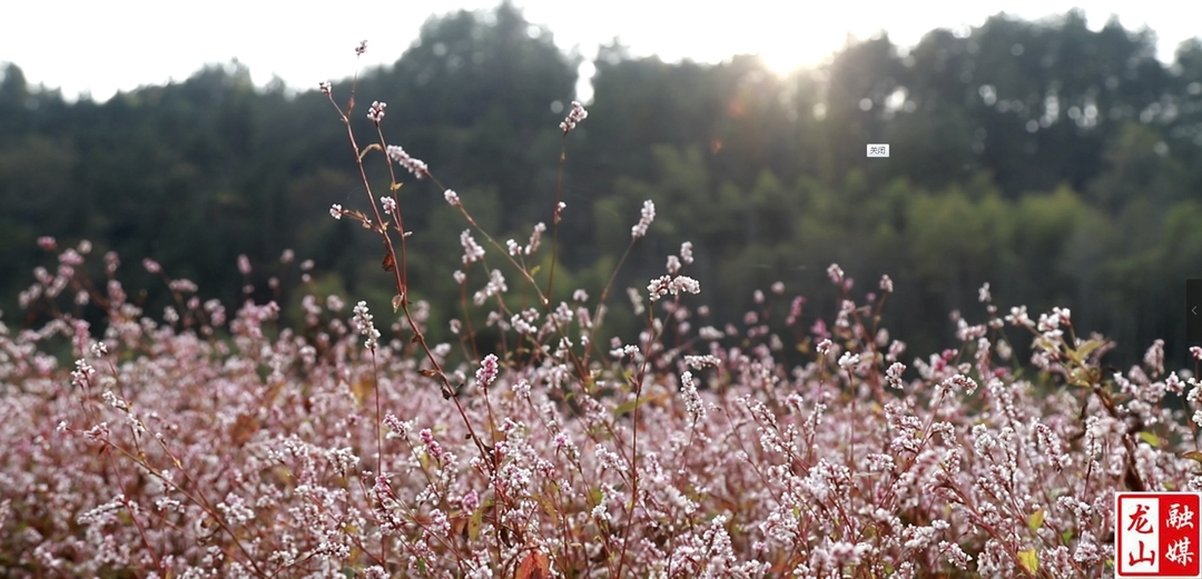 洗洛镇湾塘水库蓼花盛放