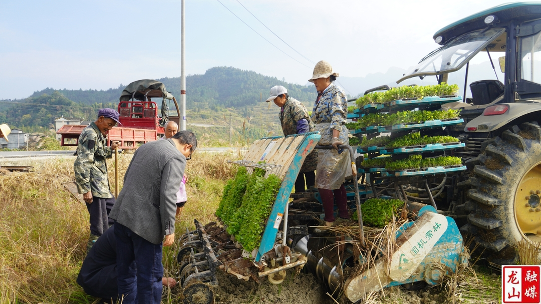 龙山：油菜移栽按下“快进键”   毯状育苗机械化助力增产增效