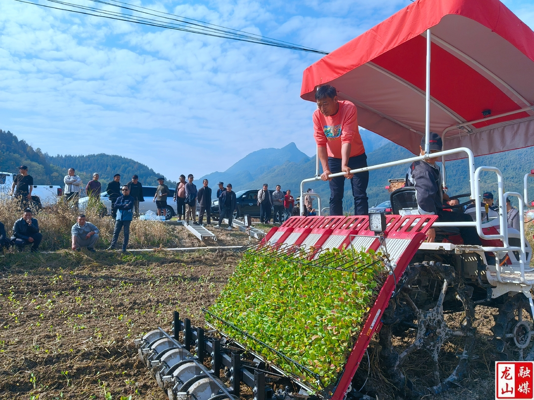 龙山：推广油菜机械化直插助力冬种油菜提质增效
