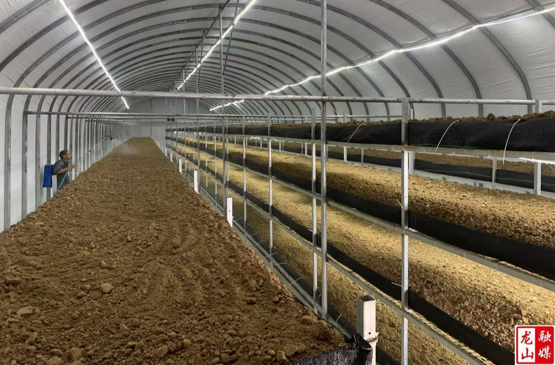 兴隆街道新桥村：产业发展促振兴   大棚里长出“黑黄金”