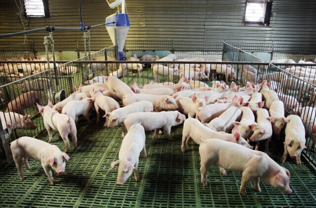 推动规模养殖、产能优化 湖南新建万头以上规模猪场112个