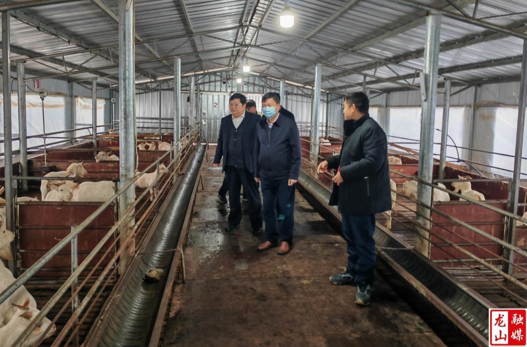 省畜牧水产事务中心主任张志龙来龙山调研武雪山羊保种工作