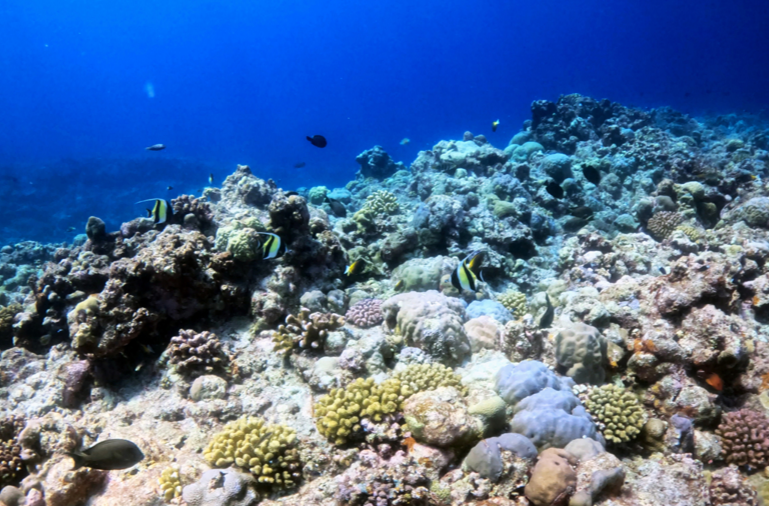 中国向联合国交存黄岩岛领海基线声明和海图，什么是领海基线、如何划定？