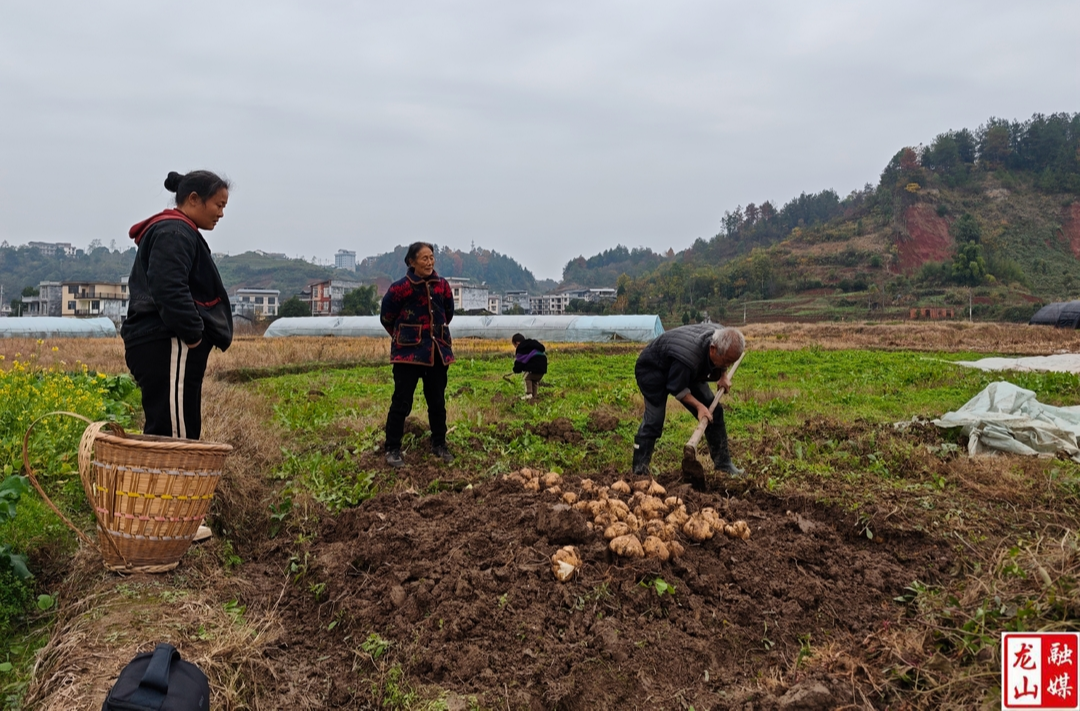 兴隆街道油菜坪社区凉薯丰收