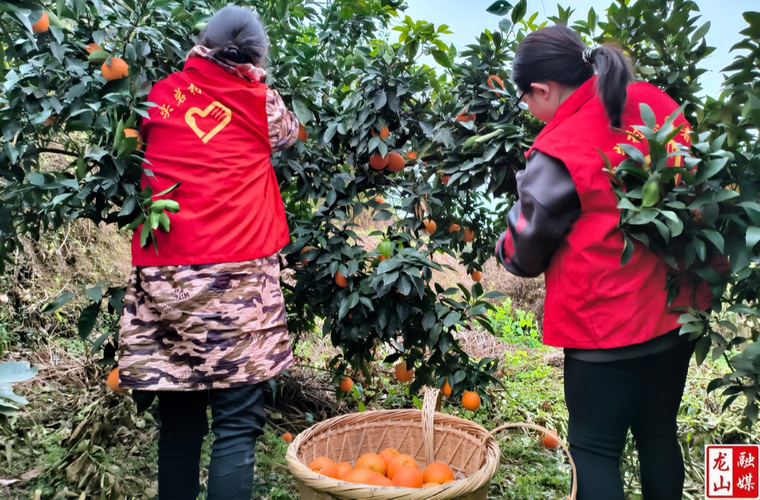 兴隆街道：柑橘喜丰收 助农采摘解民忧