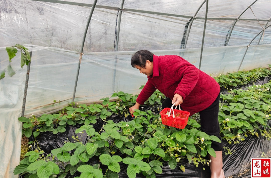油菜坪社区：首批冬草莓采摘上市