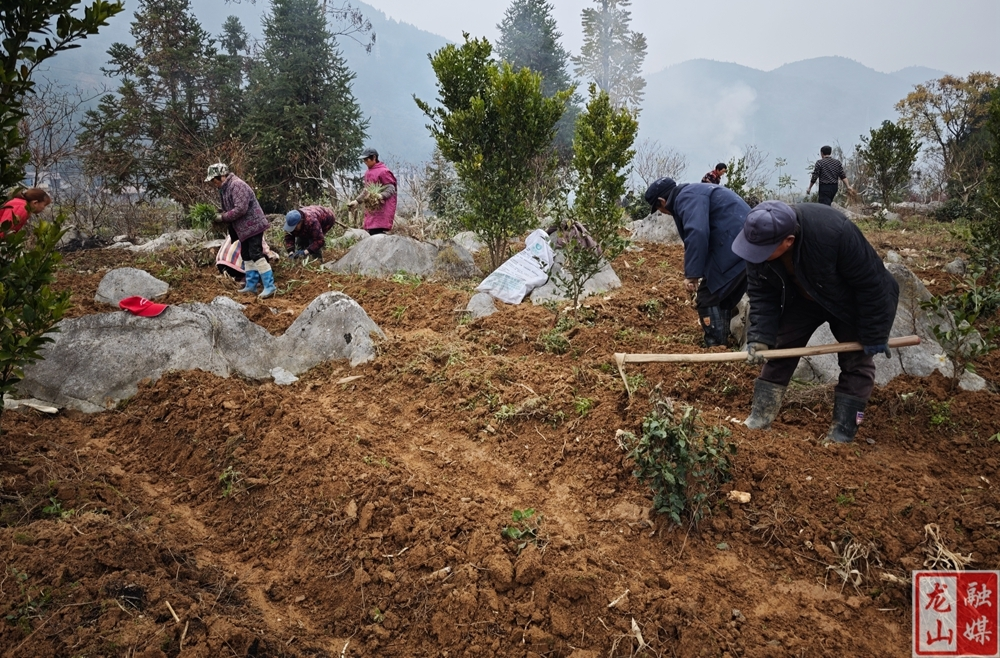 农车镇：培育龙头企业发展壮大中药材产业助力乡村振兴