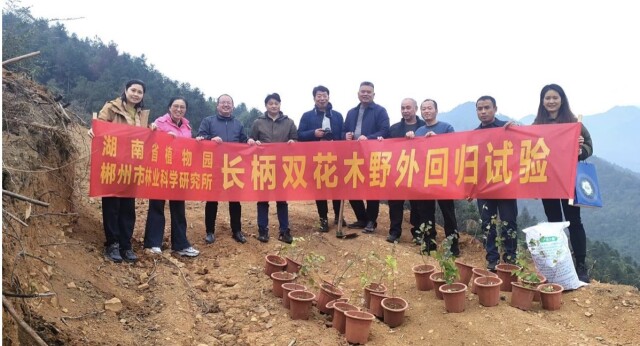 又一珍稀瀕危植物在湘南“野培”