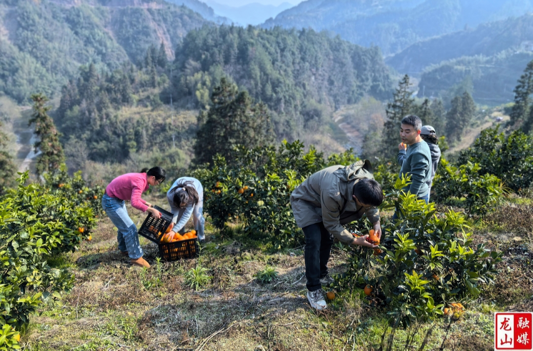 县民宗局：助农采摘销售脐橙解民忧