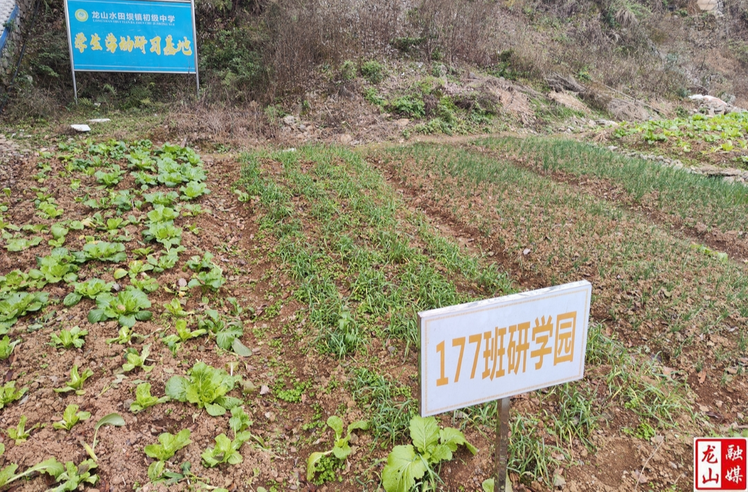 水田中学劳动研学基地蔬菜长势喜人