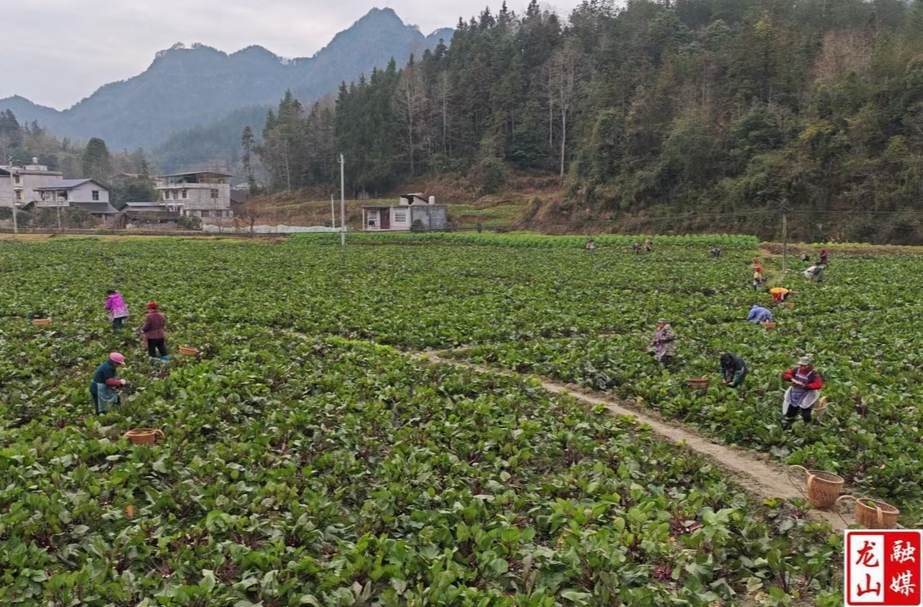“红菜苔”变“幸福菜” 打造多村一品