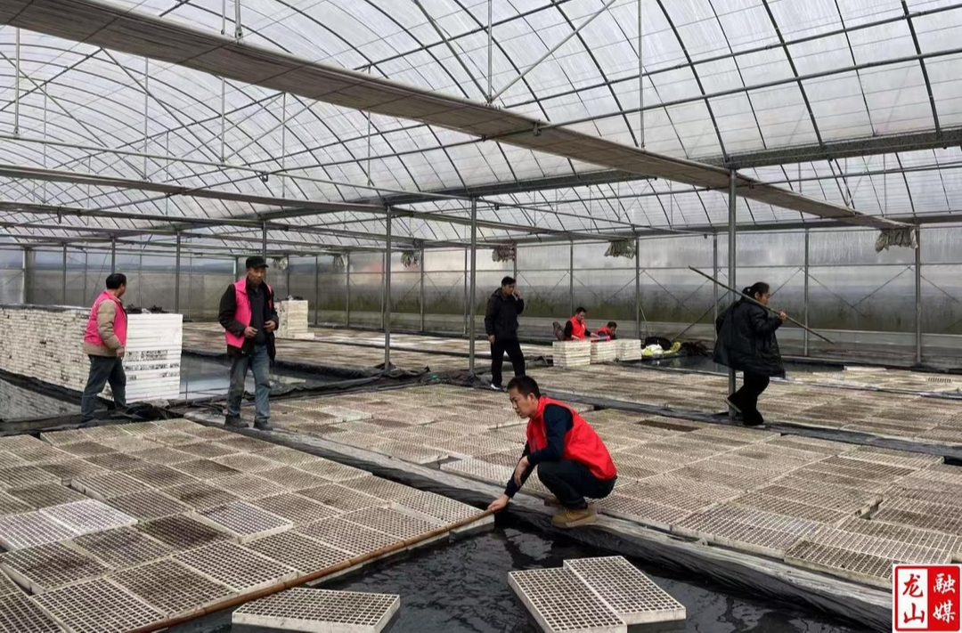 翻身村：烟苗播种忙