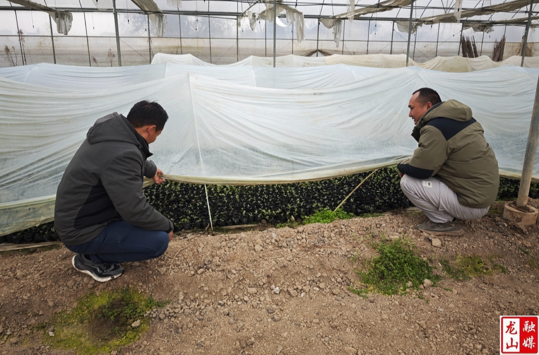 人勤春来早 抢抓时令蔬菜育苗忙
