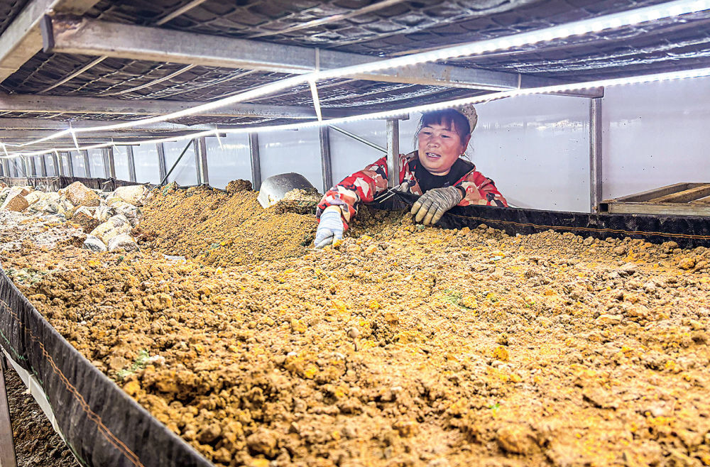 十村·五年｜科技兴产业，村民分了红