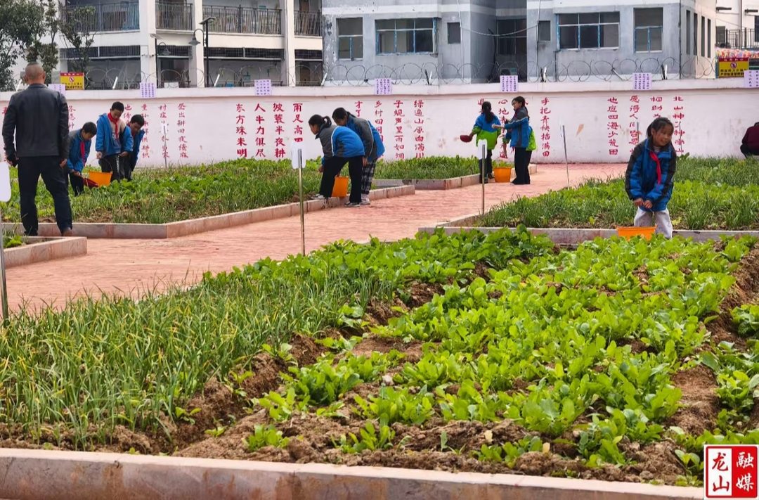 龙山六小：三月追“锋”  为绿充“植”