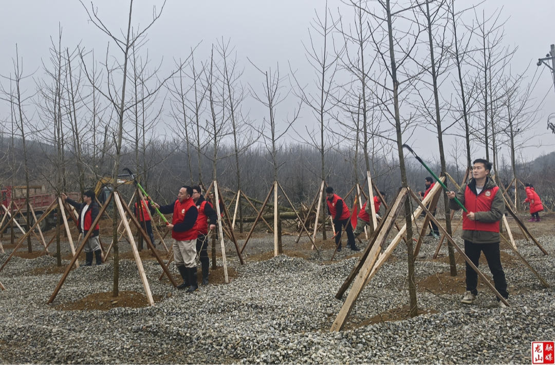 大安乡：植树造林绘新景