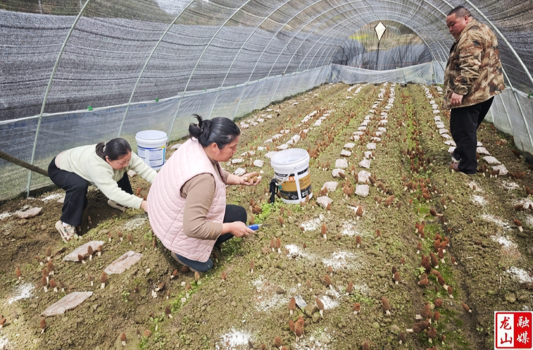 内溪乡：羊肚菌上市采摘忙