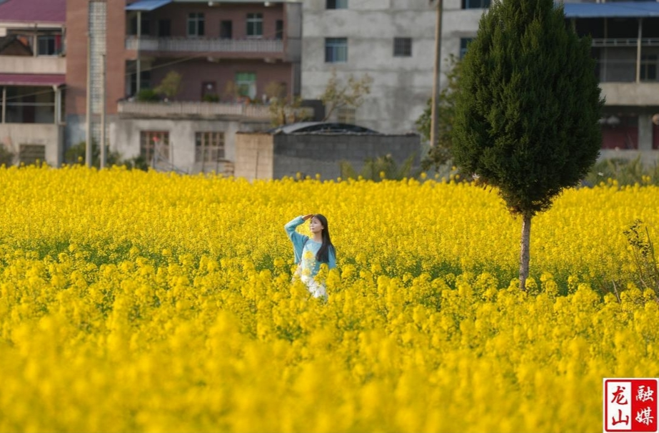 靛房镇：油菜花开引客来