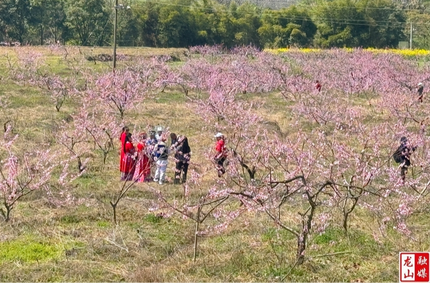 龙山县“一村一品一主播”行动助力桃花节 赋能乡村全面振兴