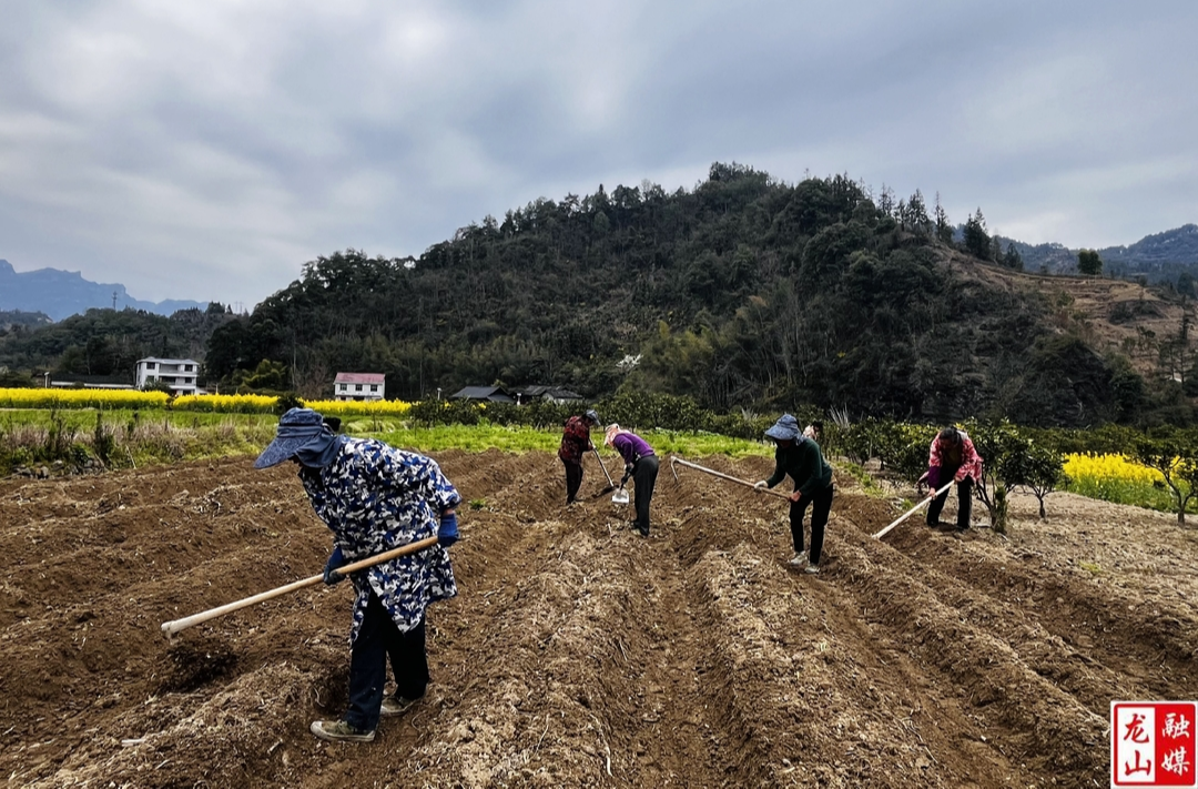 内溪村抢抓农时忙春耕 烤烟种植开启增收新篇