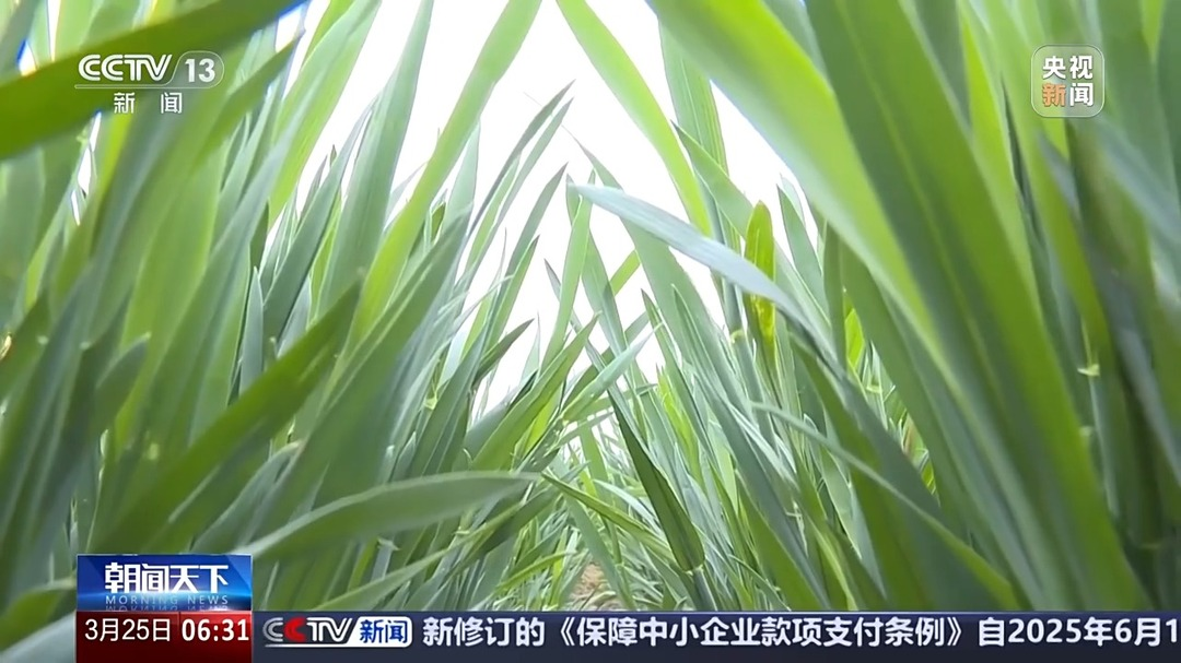 多地气温骤降超20℃ 这是“倒春寒”吗？专家分析