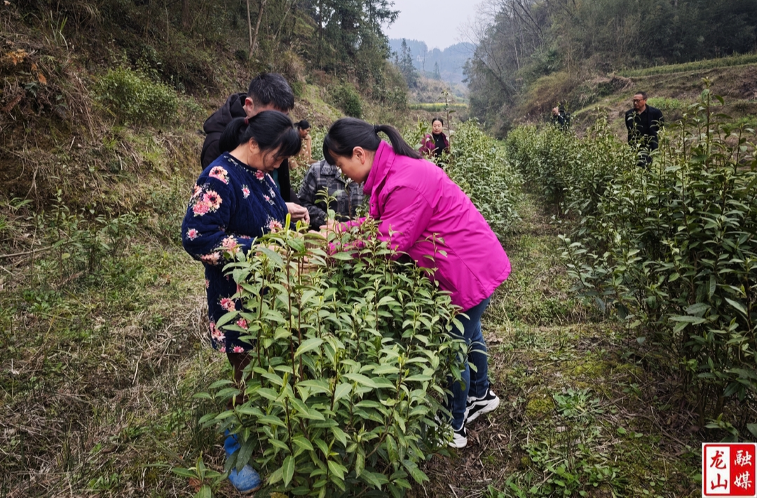 尖岩村：荒山变茶园 采摘正当时