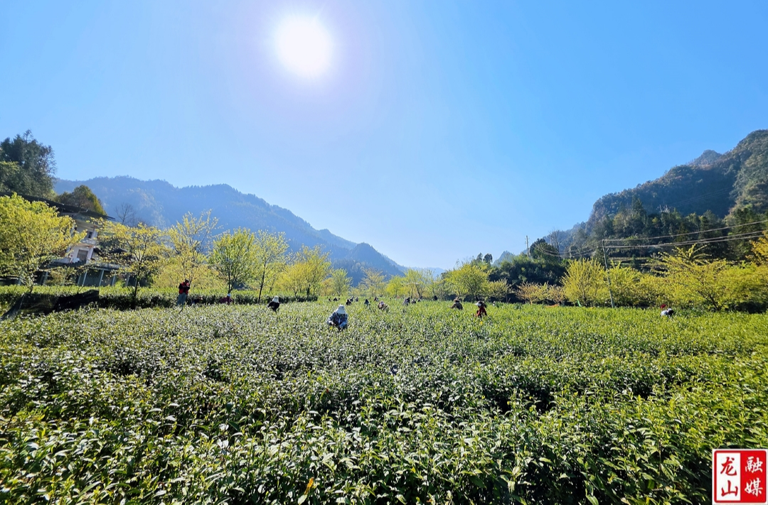 龙山县：“零工市场”助力春茶采摘
