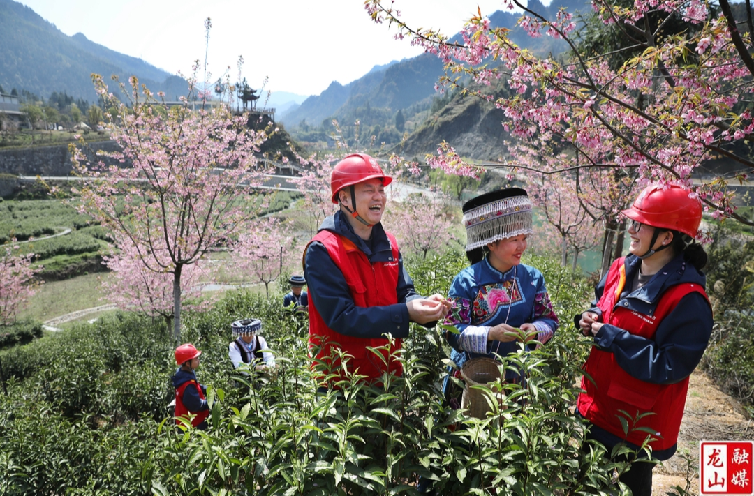 国网龙山供电公司护航春茶飘香（图）