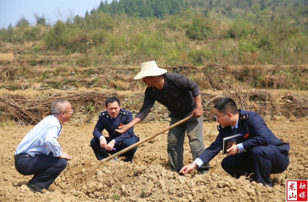 龙山税务：春耕备耕显担当 精准帮扶助发展