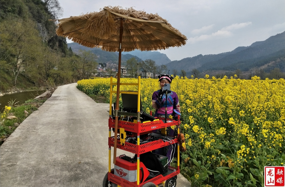 网红直播带货助力靛房油菜花海“出圈”