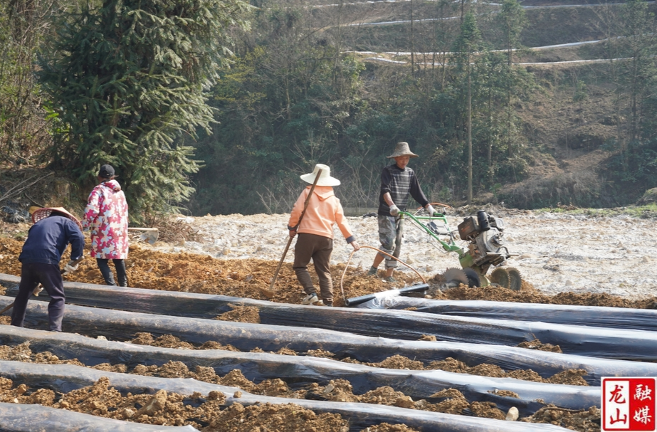 大安乡：春耕正当时   14300亩烤烟备耕忙