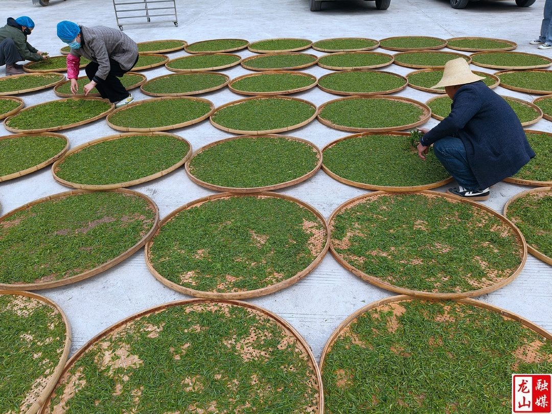 茅坪乡：抢抓时节采春茶